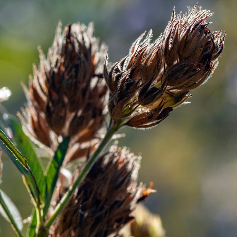 Outsidepride Lespedeza Capitata - 2000 Seeds
