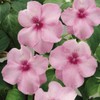 Outsidepride Impatiens Baby Pink Flower Seeds - 1000 Pcs Annual,