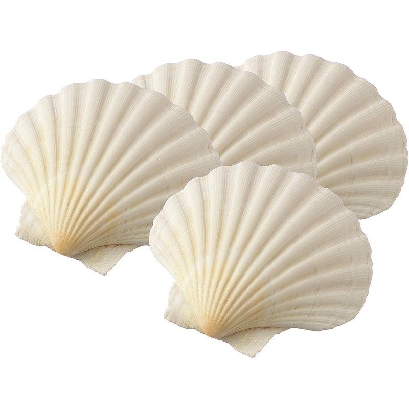 Scallop Shells (6 x Large 10-13cm sized Scallop Shell)