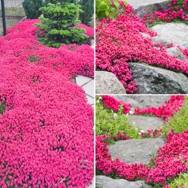 15000+ Mix Magic Perennial Creeping Thyme Seeds for Planting, Thymus Serpyllum Heirloom, Ground Cover Plants