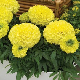 Marigold Seeds - Antigua Series - Primrose - 25 Seed Packet - Tagetes erecta - Non-GMO, Open Pollinated - Flower Gardening