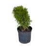 Little Green Arborvitae, 1-Gallon Size - Dwarf Evergreen Shrub 'Thuja