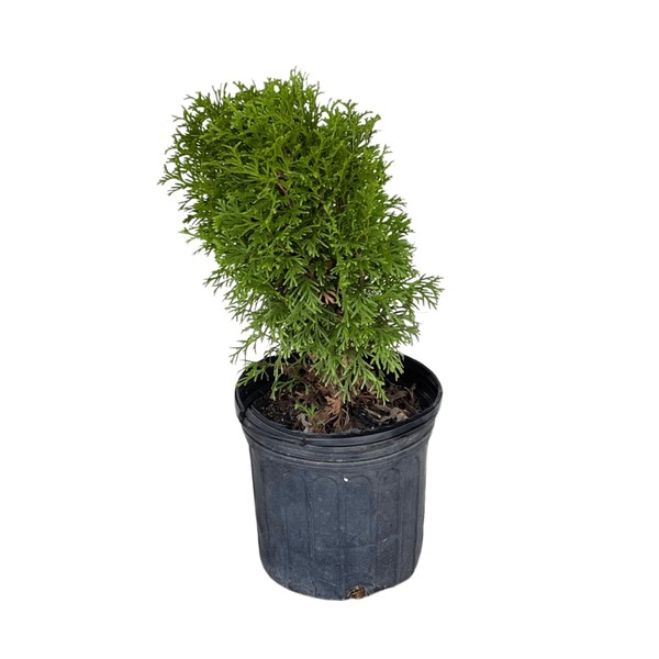 Little Green Arborvitae, 1-Gallon Size - Dwarf Evergreen Shrub 'Thuja