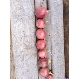 1 Live Plant 3-8 inch of Passiflora Edulis - Red Rover Purple Passion Fruit Plant - Edible