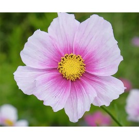 1000 Day Dream Cosmos Seeds - Pink Cosmos with Darker Center - Long Blooming Period in All Zones - 4 Feet Tall and Beautiful