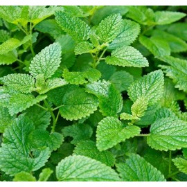 ZEshops 1000pcs Mint Seeds for Planting – Non-GMO Heirloom Herb Seeds Herbal Tea Gardens