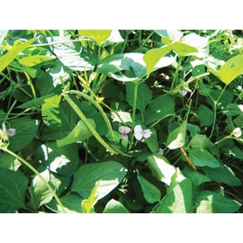 TomorrowSeeds - Iron and Clay Cowpea Seeds - 50+ Count Packet - for 2024 Southern Field Pea Cover Crop Garden Planting Vegetable Seed