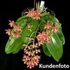 Orchitop L Set Orchid Pot with Saucer for All Orchids