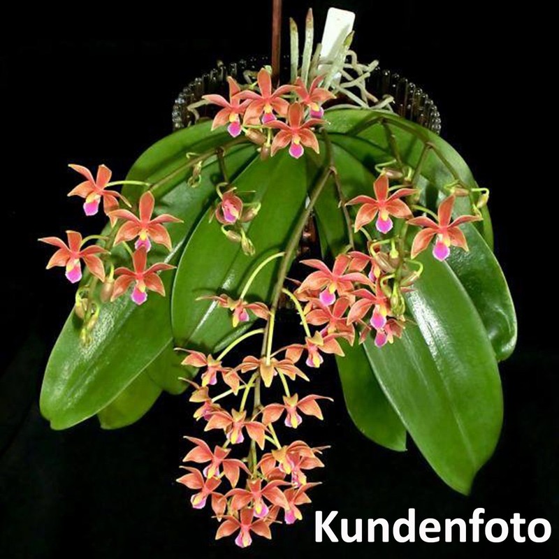 Orchitop L Set Orchid Pot with Saucer for All Orchids