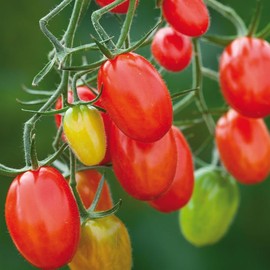 Sugar Plum F1 Hybrid Tomato, Grape Tomato (Lycopersicon esculentum) Vegetable Seeds, Super Sweet Flavor, Sweet, Firm Skin, High Yields, Seeds by MySeeds.Co, You Choose The Amount (50 Seeds)