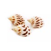 Florida Shells and Gifts 24 Babylonia Areolata Shells 1-1 1/2"