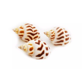 Florida Shells and Gifts 24 Babylonia Areolata Shells 1-1 1/2" Beach Craft Decor Hermit Crab Coastal