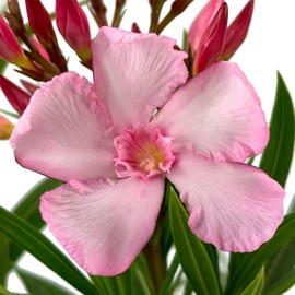 Hardy Pink Oleander – 3 gal - Pink Flowers on a Large Evergreen Shrub with a Tropical Appeal – Zones 8-10 - Nerium Oleander 'Hardy Pink' - 3 Gallon Pot