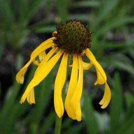 CHUXAY GARDEN 100 Seeds Echinacea Paradoxa,Yellow Coneflower,Bush's Purple Coneflower, Ozark Coneflower Echinacea Rare Hardy Yellow Flowering Plant Great for Garden