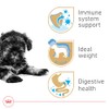 ROYAL CANIN, Puppy - Mini Schnauzer, Croquetas Perro, 1.1kg