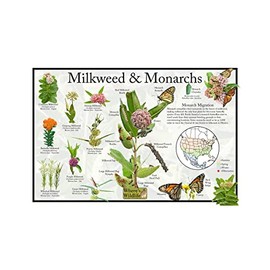 Where's Wildlife Monarch Butterfly & Milkweed Poster - Educational Nature Guide with Migration Map and Native Milkweed Identification (12" x 18")