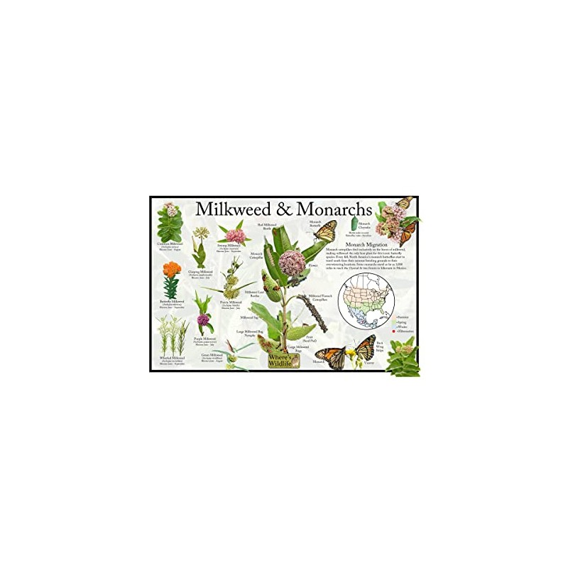 Where's Wildlife Monarch Butterfly & Milkweed Poster - Educational Nature