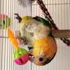 Buwei 2 Pcs Bird Parrot Toy Rattle Birds Fun Exercise