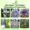 Outsidepride Bicolor Blue Ripple Sweet Pea Seeds - 100 Pcs
