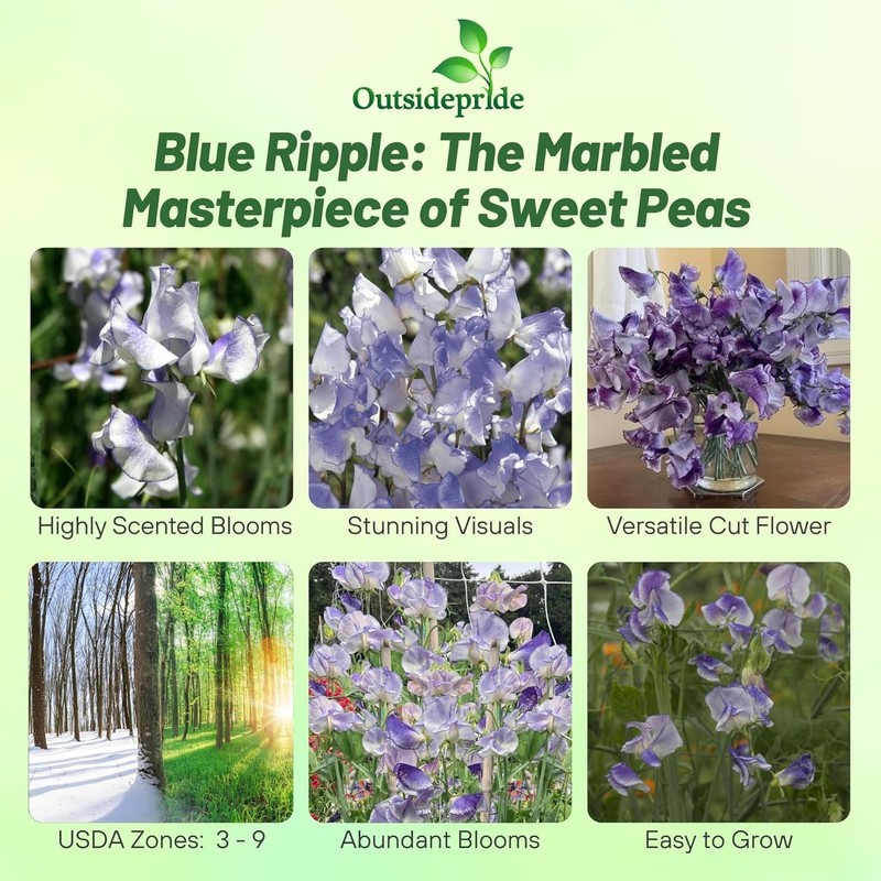 Outsidepride Bicolor Blue Ripple Sweet Pea Seeds - 100 Pcs