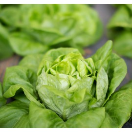 Sweet Yards Seed Co. Organic ‘Little Gem’ Lettuce Seeds – Two Seed Packets! – Over 800 Open Pollinated Non-GMO Mini-Romaine Seeds