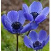 Votaniki Anemone Blue Poppy - Hardy Perennial, Long Lasting Blooms,