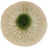 Marui Seiyo MR-3-3058 Shigaraki Ware Hechimon Serving Dish, 7.9 inches