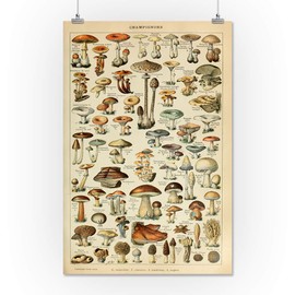 Mushrooms - C - Vintage Bookplate - Adolphe Millot Artwork (16x24 Giclee Gallery Print, Wall Decor Travel Poster)