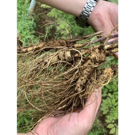 高麗人参6年根 紅参タブレット 180粒 北海道産 高麗人参6年根使用 1粒に紅参末235㎎配合