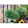 Seeds4planting - Seeds Indoor Dill for Planting Variety for Pickling