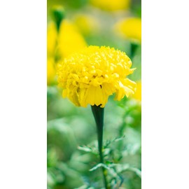 YASOU Hydrating Body Cream Aroma Free (3.2oz) | Moisturizing Body Butter Cream | Body Lotion | Restorative For Dry Skin | For Senstive Skin | Handmade For All Skin Types