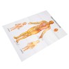 Chinese and English Acupoint Wall Chart Front Large Size Comprehensive