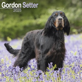 Gordon Setter 2025 Square Wall Calendar | Dog Breed Calendar