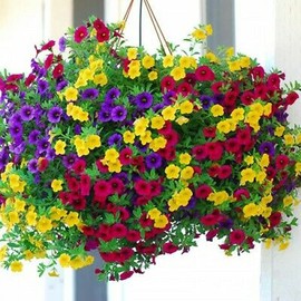 MOCCUROD Hanging Petunia Seeds Mixed Color Bright Flowers Perennial 300 Seeds