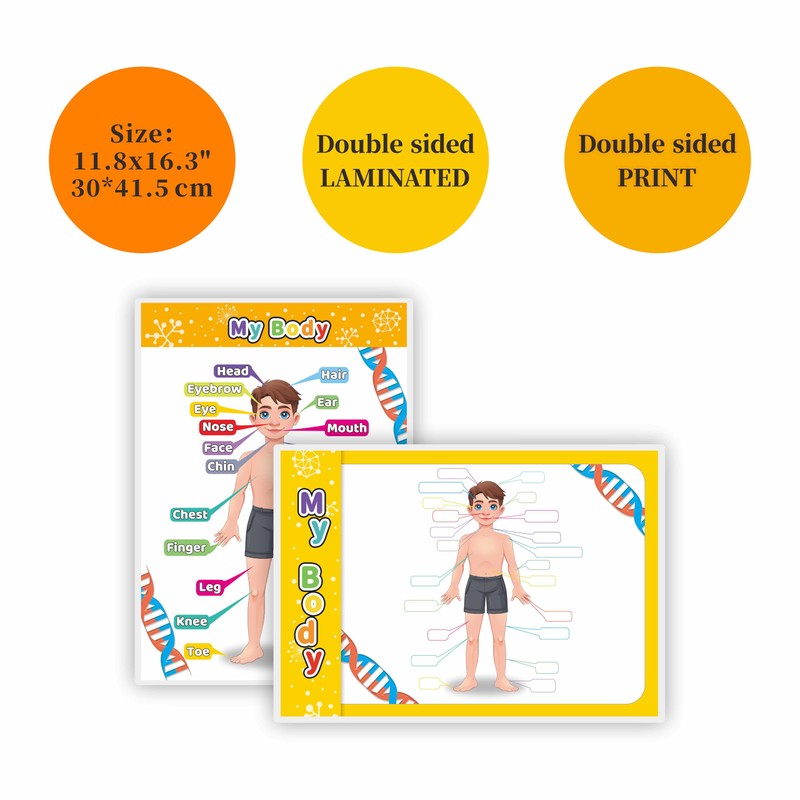 Laminated My Body Interactive Educational Poster Set for Kids (2-Pack)