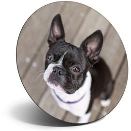 Destination Vinyl ltd Magnet for Refrigerator, Fridge - Cute Boston Terrier Dog Puppy for Office, Cabinet and Whiteboard, Magnetic Stickers, 16617