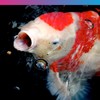 NT Labs Medikoi Health, Complete Feed For All Pond Fish,