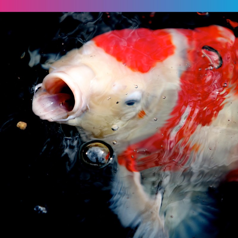 NT Labs Medikoi Health, Complete Feed For All Pond Fish,