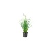 African Iris Yellow | 1 Large Gallon Size Plant |