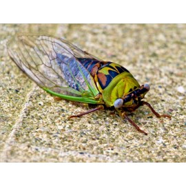 HENGJIA 2pcs Cicada HAND COLORED Lures 1 3/4" .20oz. COPY JITTER BUG TYPE With FREE BOX!