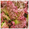 Everwilde Farms - 1 Lb Lolla Rosso Darky Lettuce Seeds