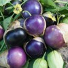 Seeds Purple Physalis Vegetable Heirloom for Planting Non GMO