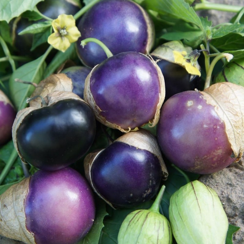 Seeds Purple Physalis Vegetable Heirloom for Planting Non GMO
