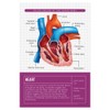 Quarterhouse Human Body Organs and Functions Poster Set, Science Classroom
