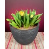 Hazel Shell Chips - Mulch Amendment Product - 10 lbs.
