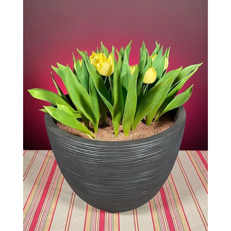 Hazel Shell Chips - Mulch Amendment Product - 10 lbs.