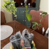 No Brand American Persimmon Tree - Live Plant 6-12" -