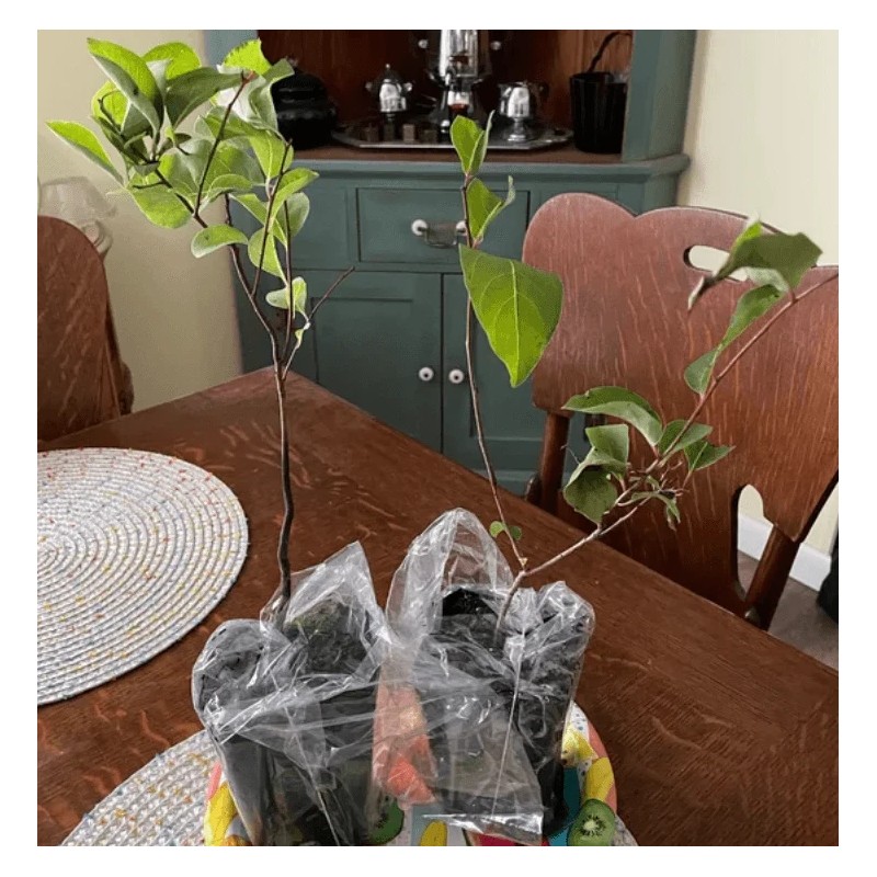No Brand American Persimmon Tree - Live Plant 6-12" -