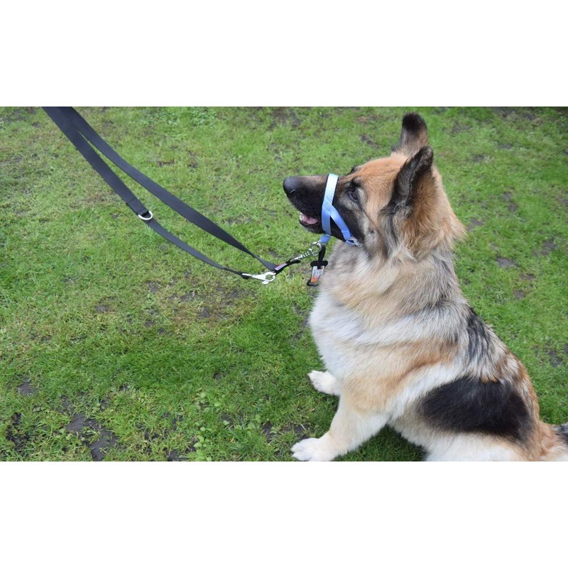 Headcollar Dog Halter/Training Head Collar Training Tool Dog, Head Harness
