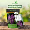 Outsidepride Lemon Bee Balm Seeds - 5000 Pcs Annual, Easy